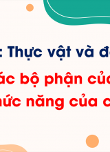 Chủ đề 4 - Bài 12 Các bộ phận của thực vật và chức năng của chúng